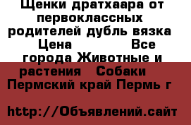 Щенки дратхаара от первоклассных  родителей(дубль вязка) › Цена ­ 22 000 - Все города Животные и растения » Собаки   . Пермский край,Пермь г.